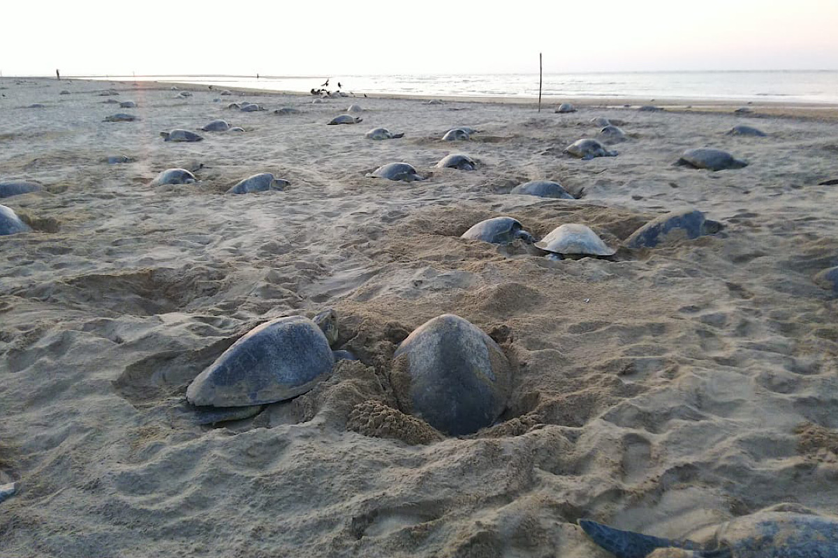 Odisha gears up to protect olive turtles ahead of mass nesting of endangered marine animals