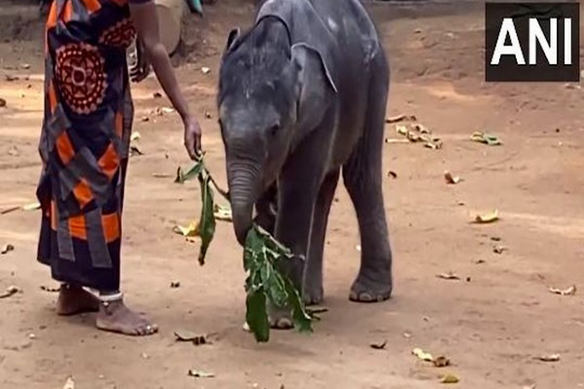 Abandoned elephant calf starts new life in Kerala’s Palakkad