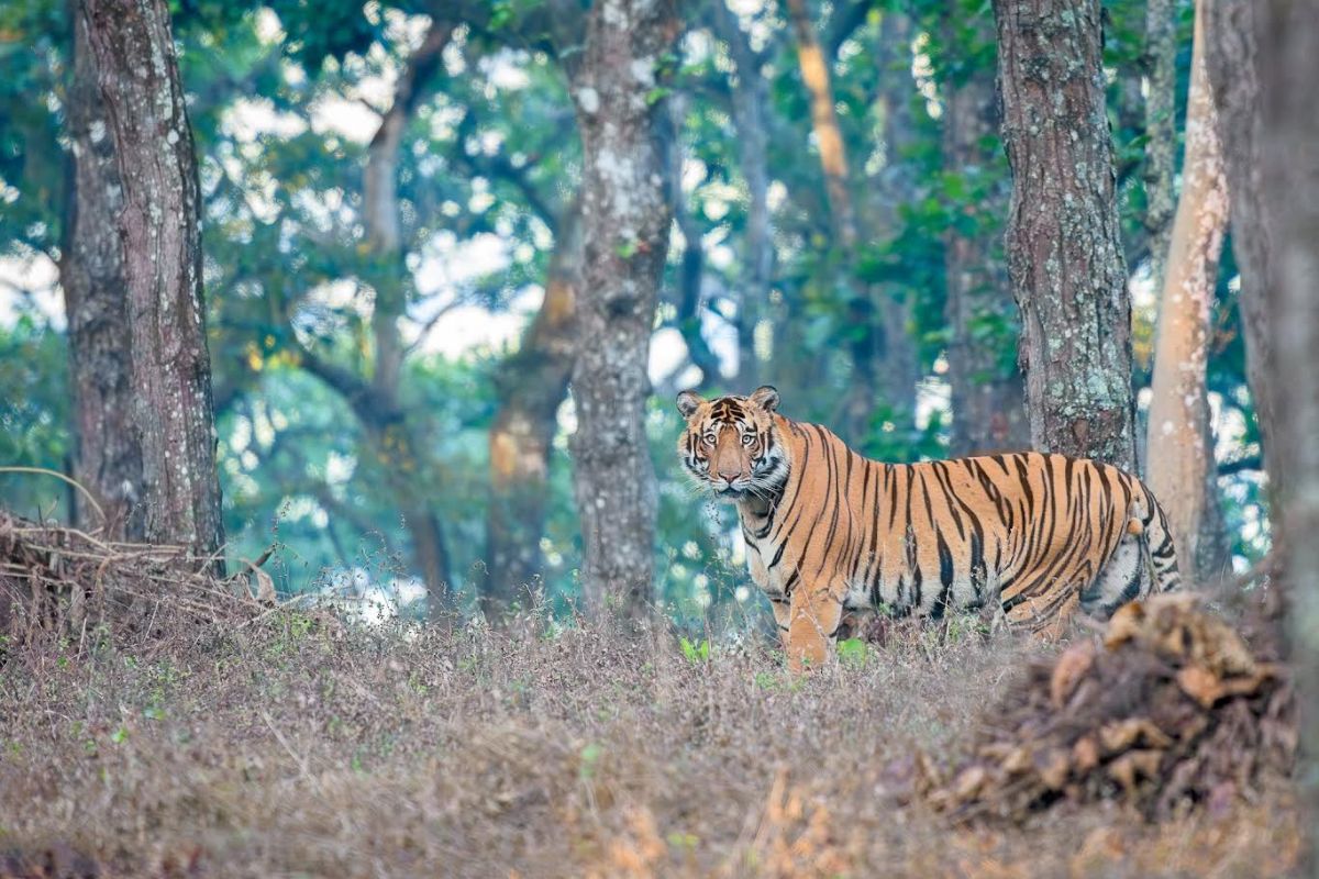 Bag cats’ fight in Odisha’s tiger reserve captured on camera