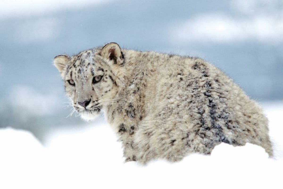 20 snow leopards of threatened species counted in first-ever census in Kishtwar