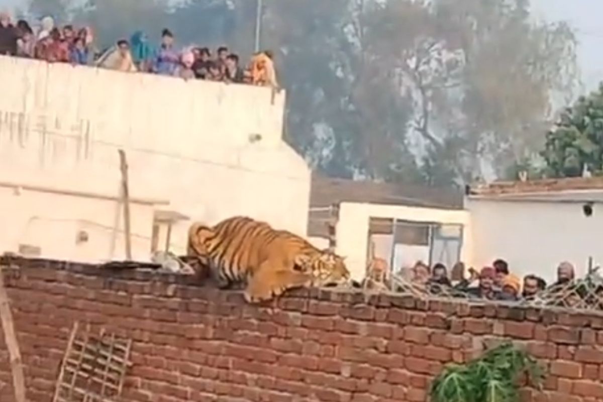Christmas treat: Tiger ventures into UP village, rests on wall of gurdwara | VIDEO