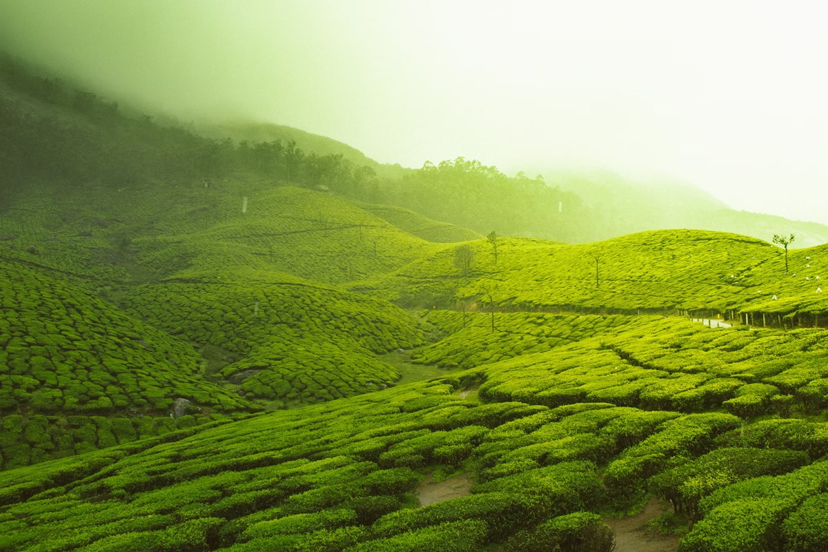 Tea production up by 39pc in India: TAI