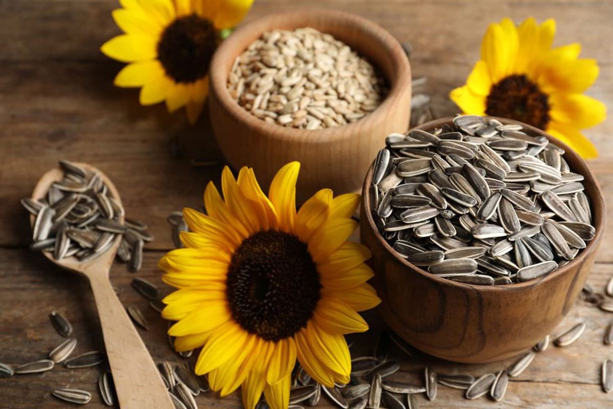 Sunflower seeds shine bright with health benefits