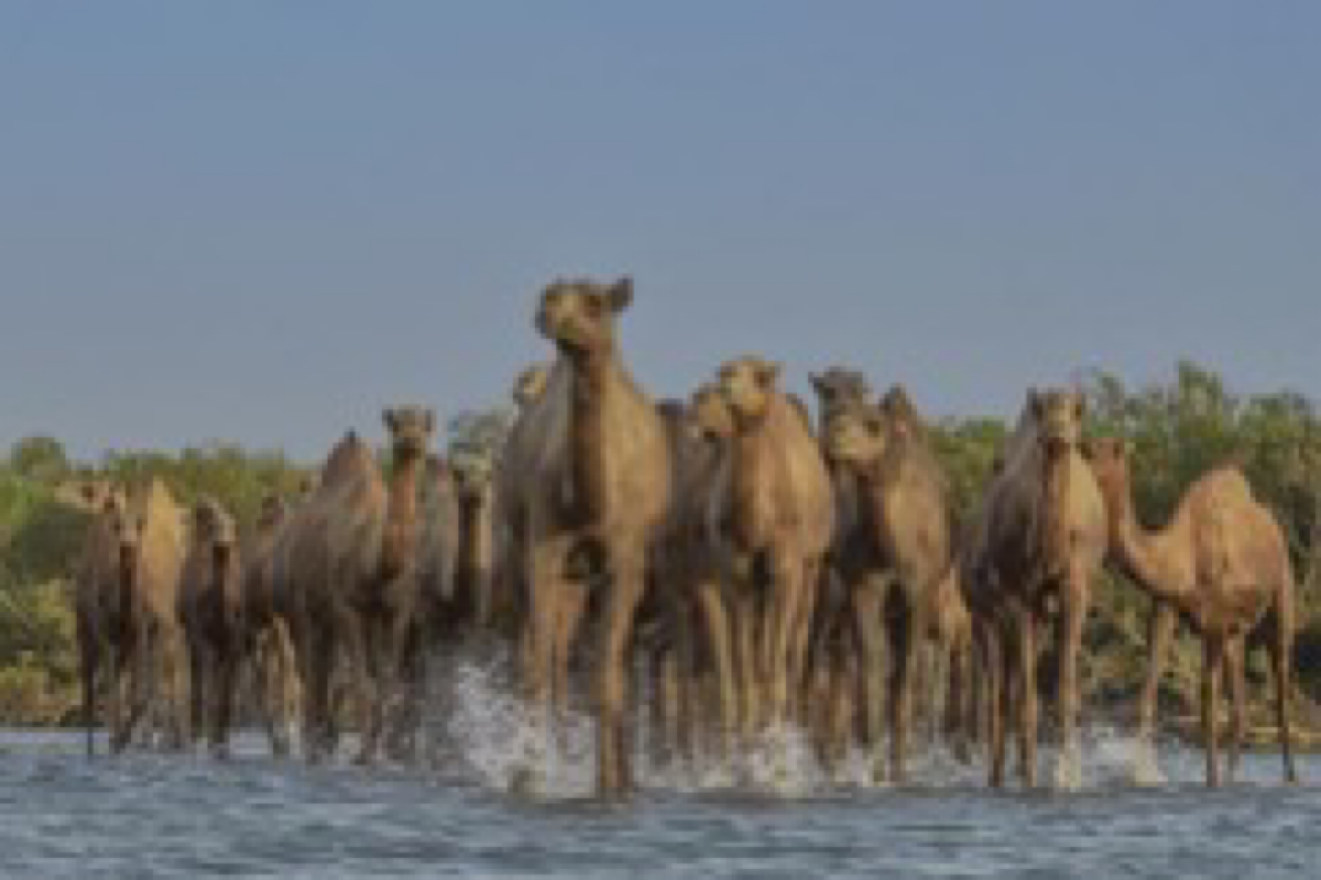 Saudi Arabia designates 2024 as the Year of Camel