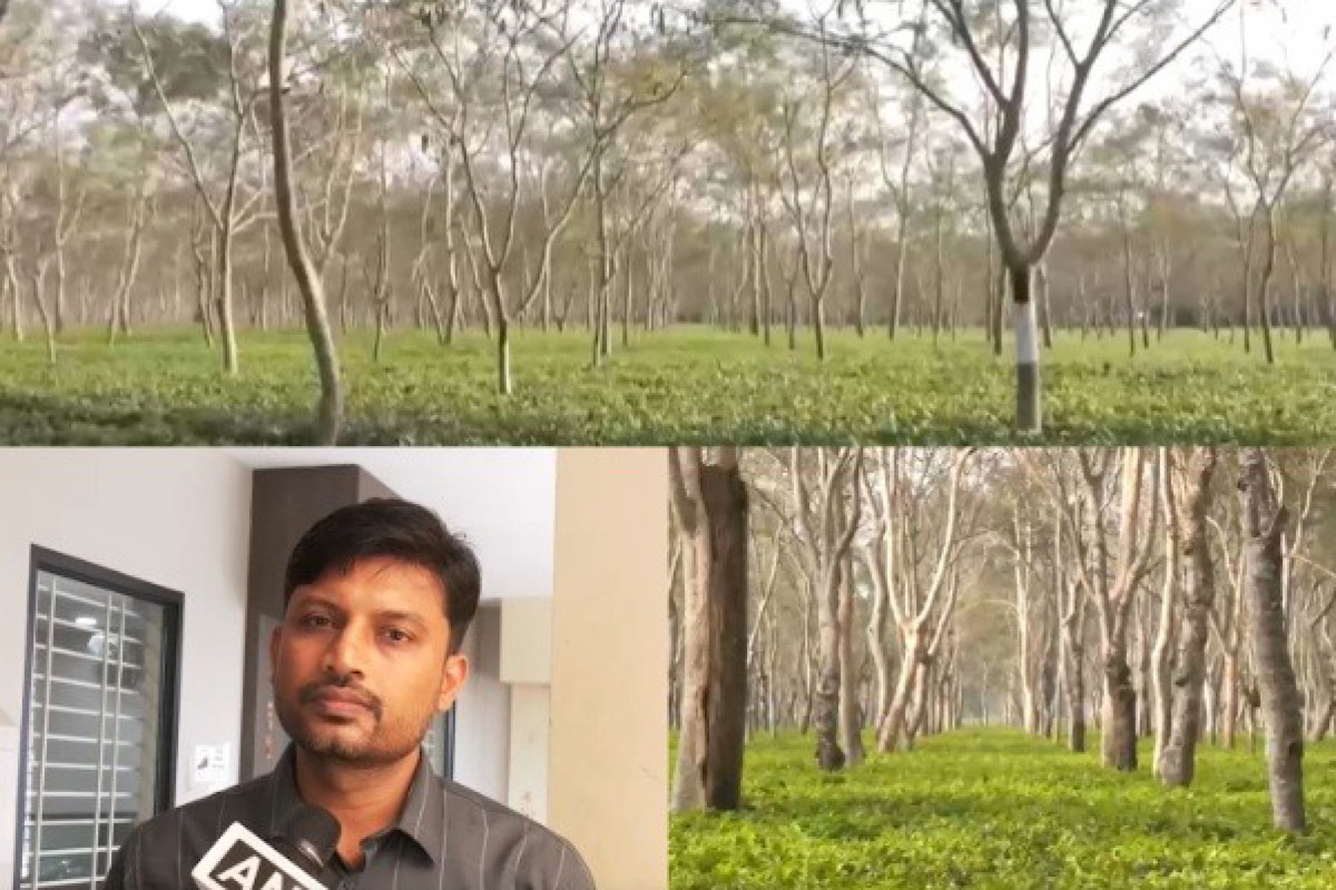 Interim Budget 2024: Assam tea industry seeks exports promotion policy