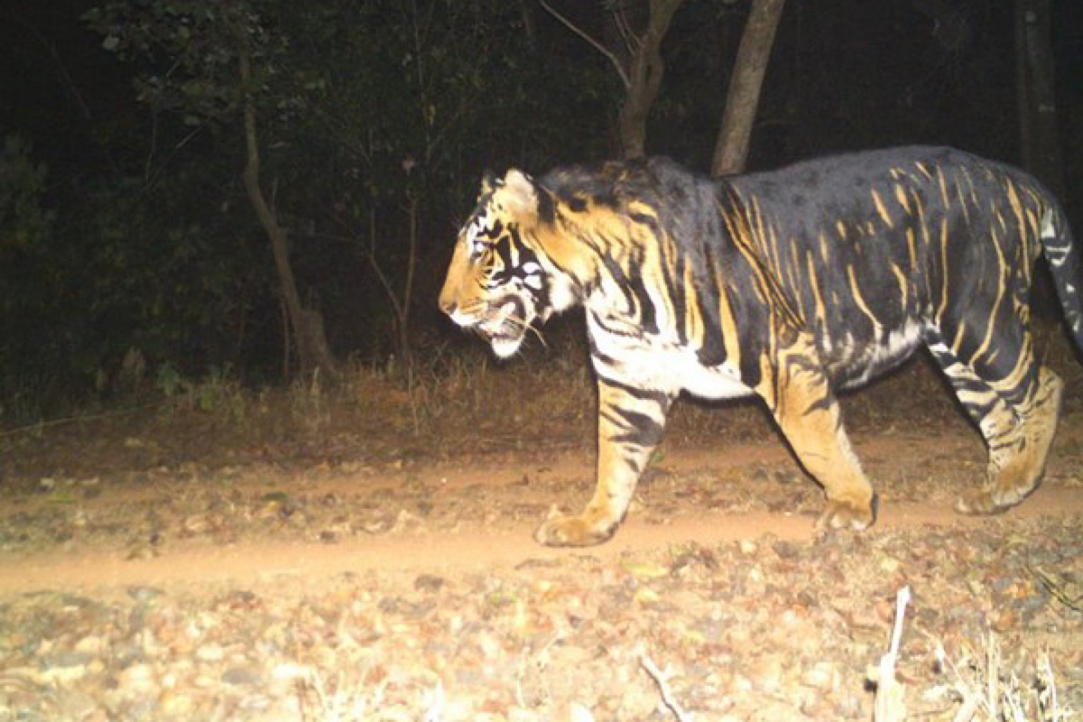 Odisha: Concern over decline in population of tigers at Similipal Tiger Reserve