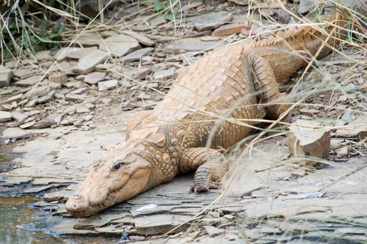 Carcass of salt-water crocodile found in Odisha