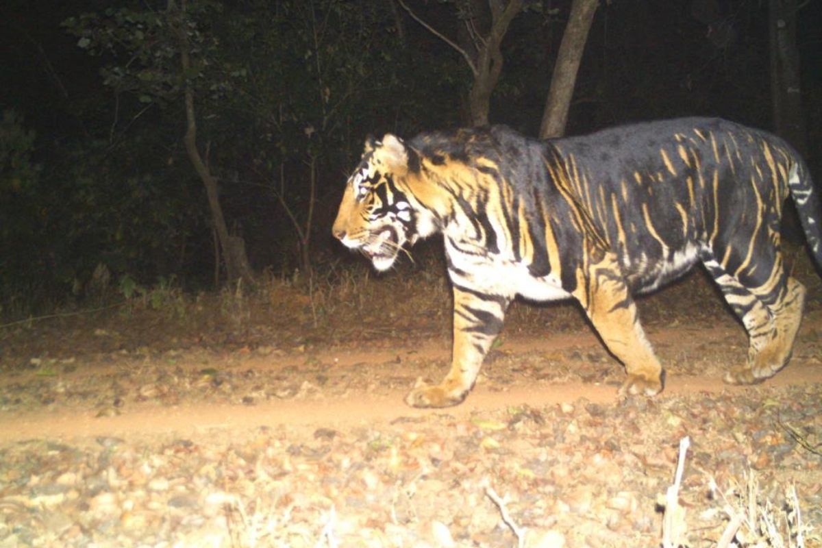 Odisha set to get World’s first melanistic tiger safari