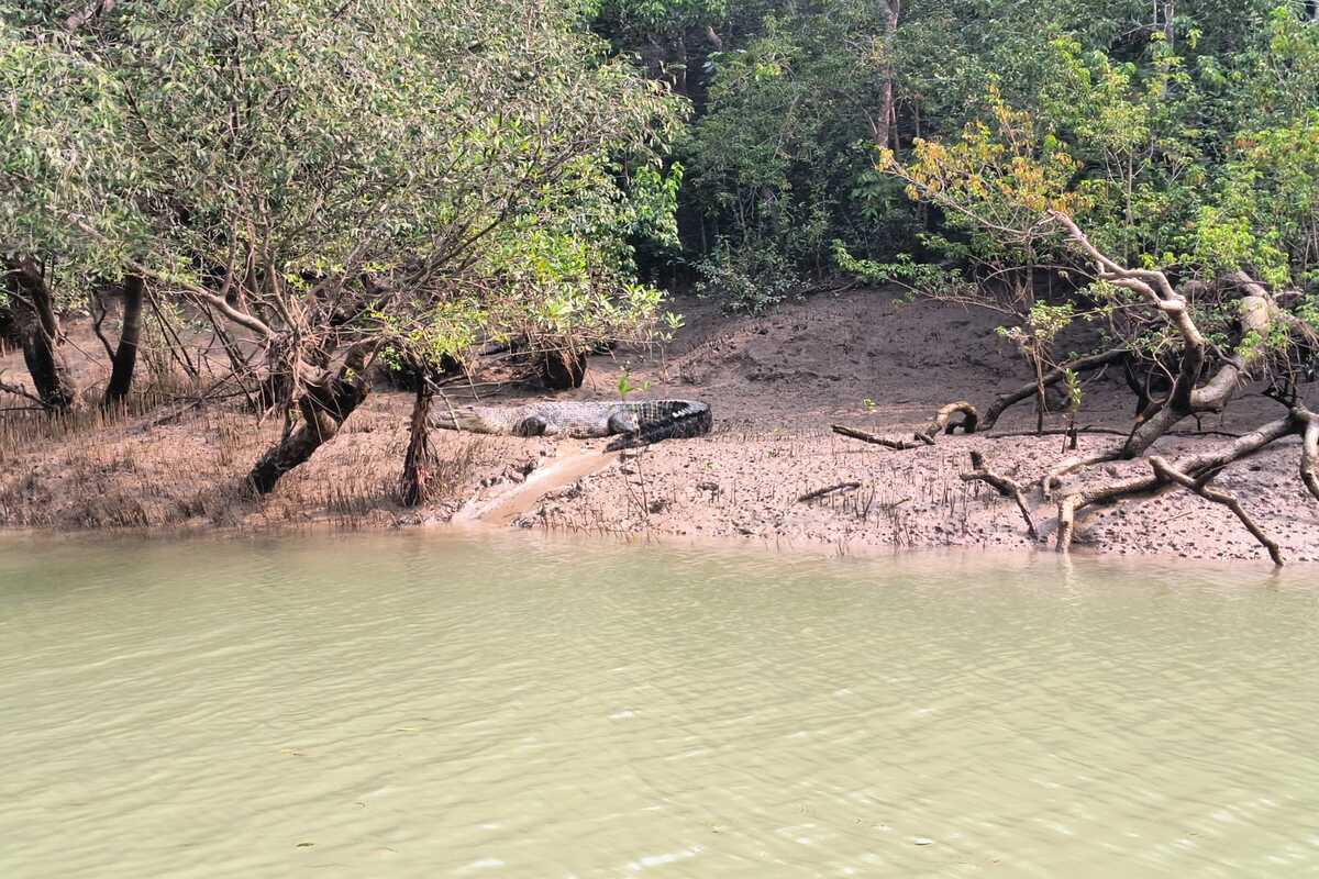 Estuarine crocodile population rises in Odisha’s Bhitarkanika national park