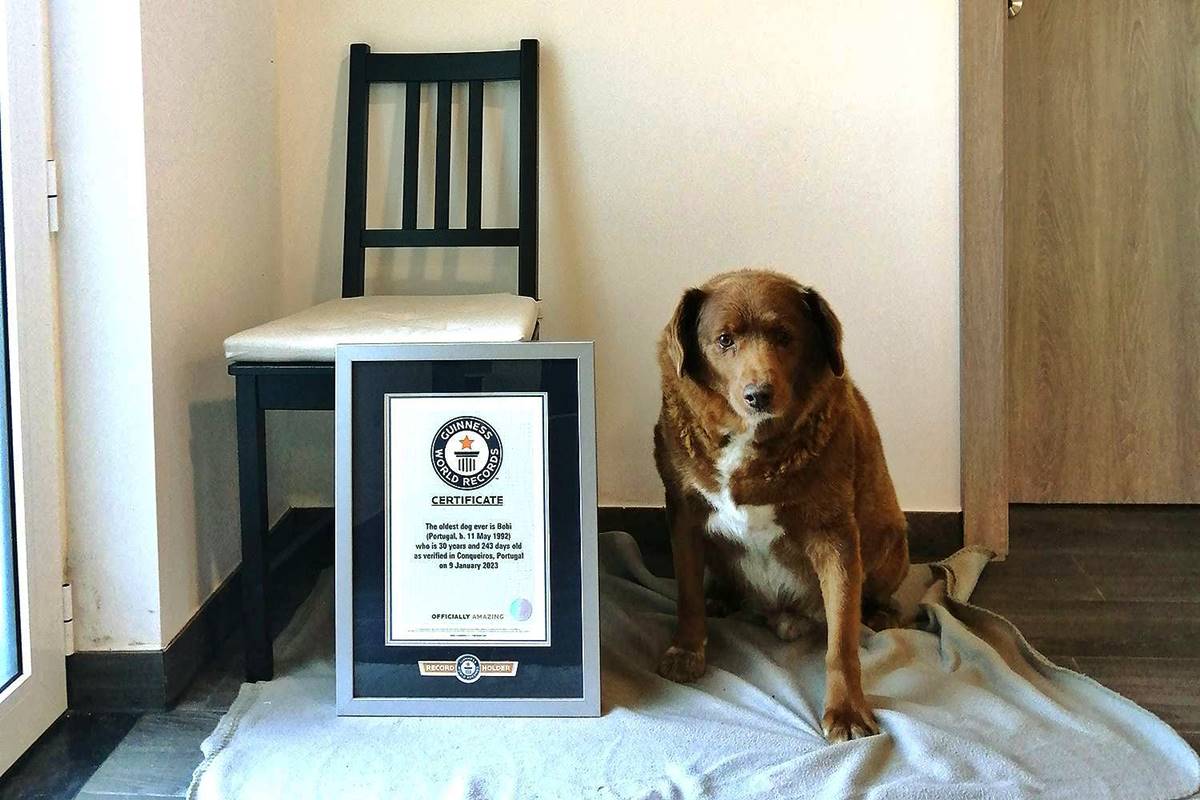 Guinness World Records strips Bobi of ‘oldest dog ever’ title