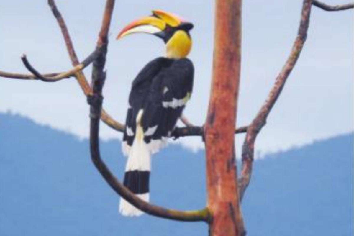 North Bengal comes together to protect Hornbill species