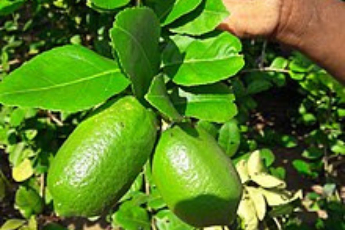 Assam govt declares ‘Kaji Nemu’ state fruit, eyes global recognition