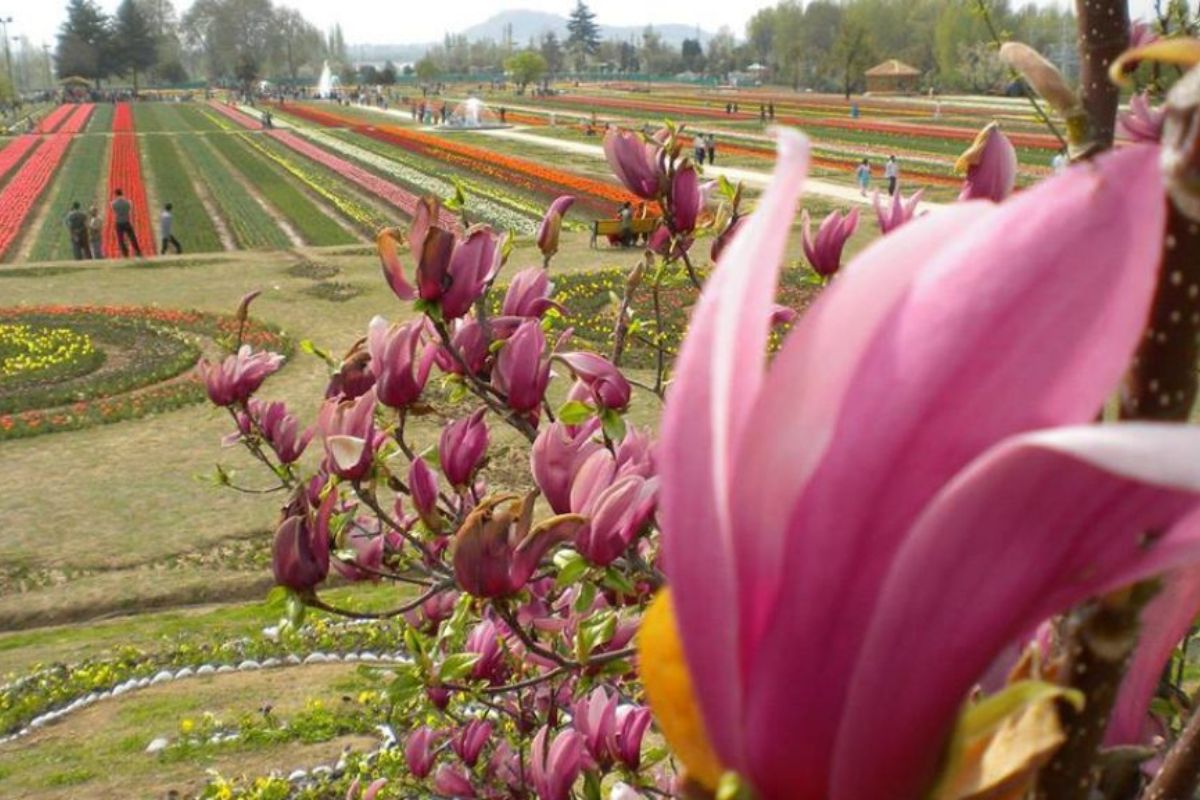 Srinagar’s tulip garden to host 73 new varieties in the coming season
