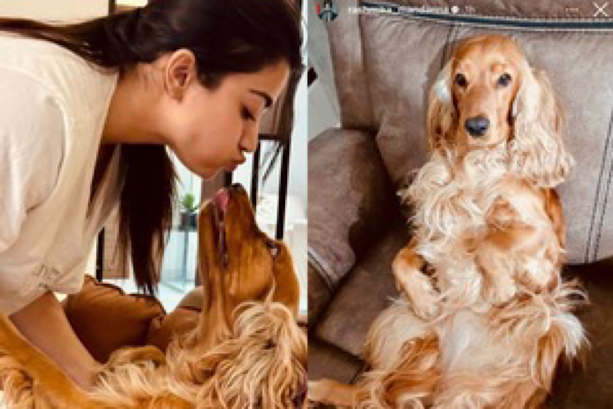 Rashmika Mandanna shares update on her pet dog ‘Aura’: ‘She is chilling in Mysore’