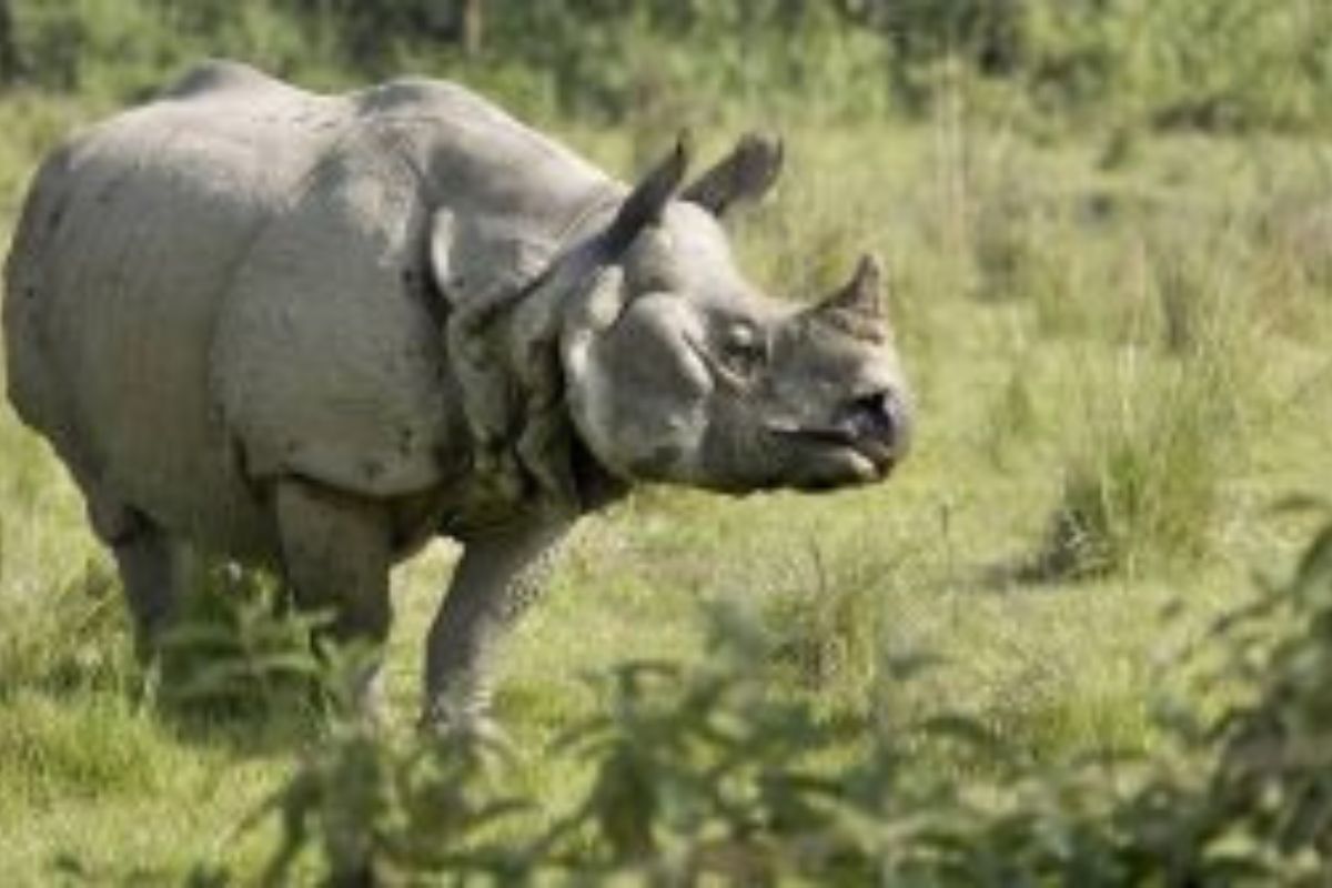 One-horned rhino found dead in Kaziranga National Park