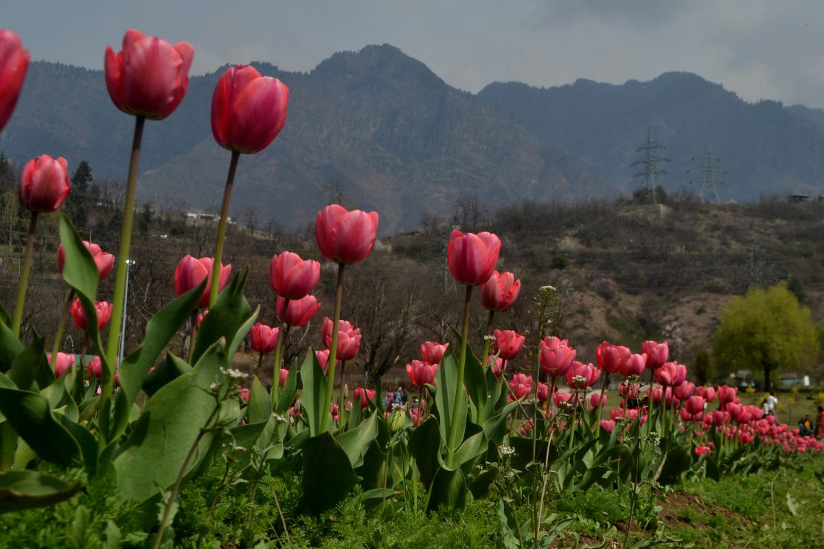 Srinagar’s iconic tulip garden opened for public