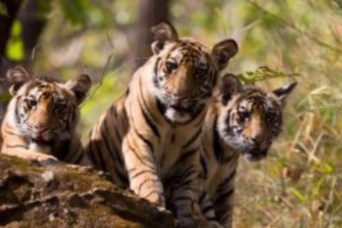 MP: 2 tiger cubs found dead in Umaria