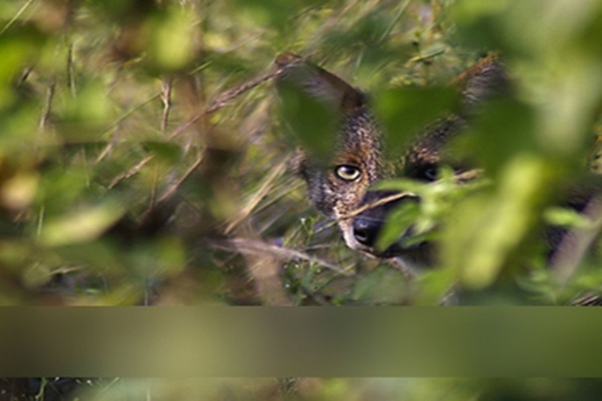 Odisha: Action under PMLA sought against YouTubers posting wildlife performance to earn money