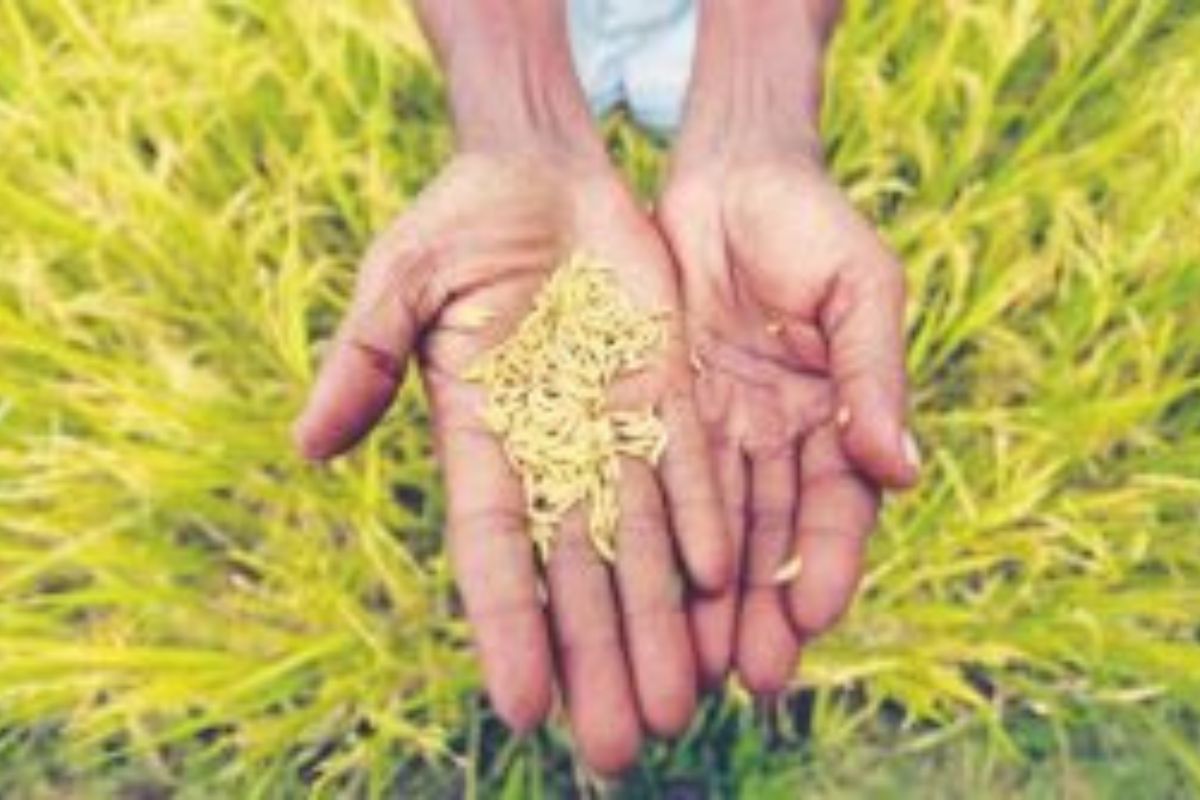 Kharif 2023-24: UP govt purchases 53.79 lakh MT paddy from over 8 lakh farmers