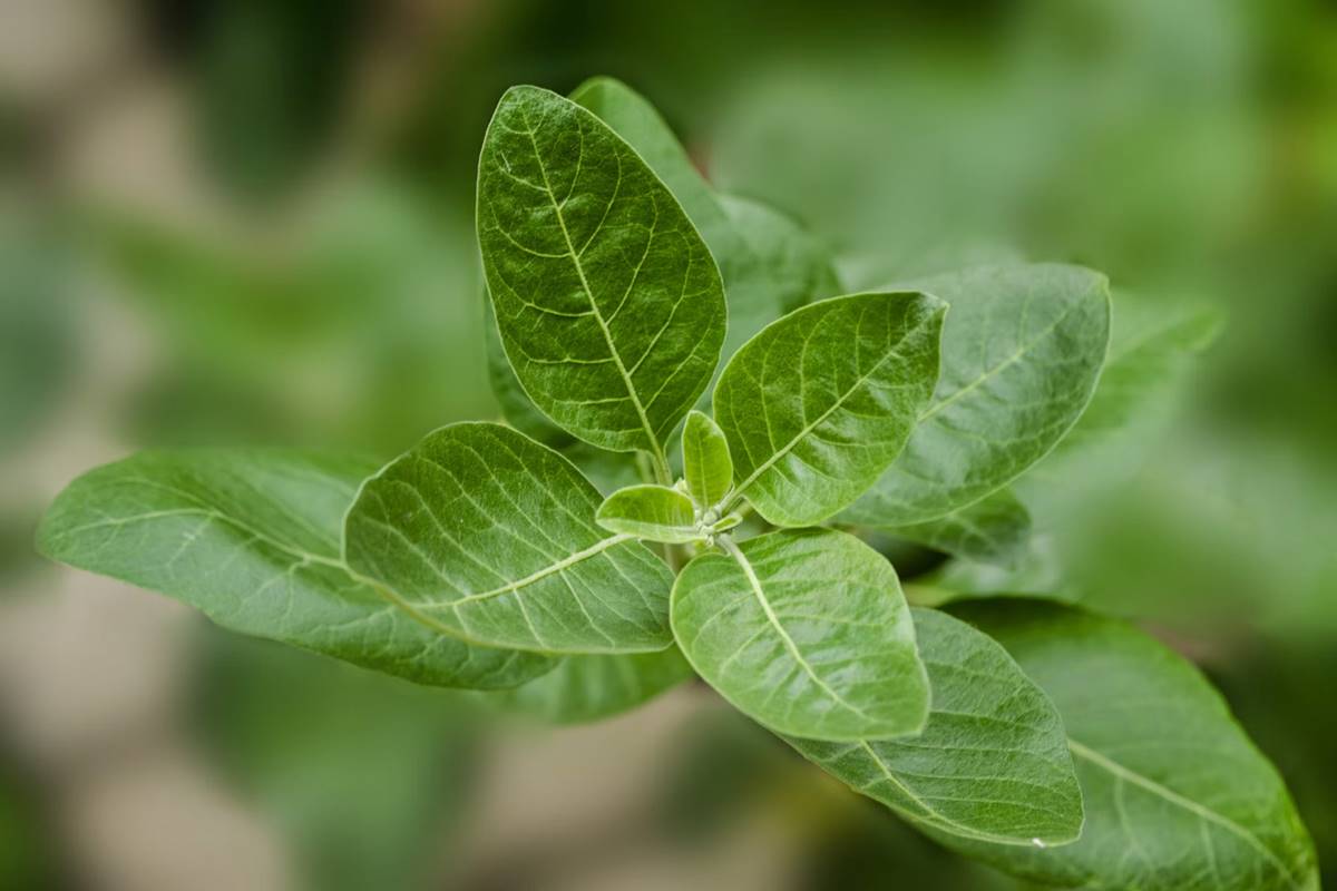 Dispelling ayurvedic herbs that help treat insomnia