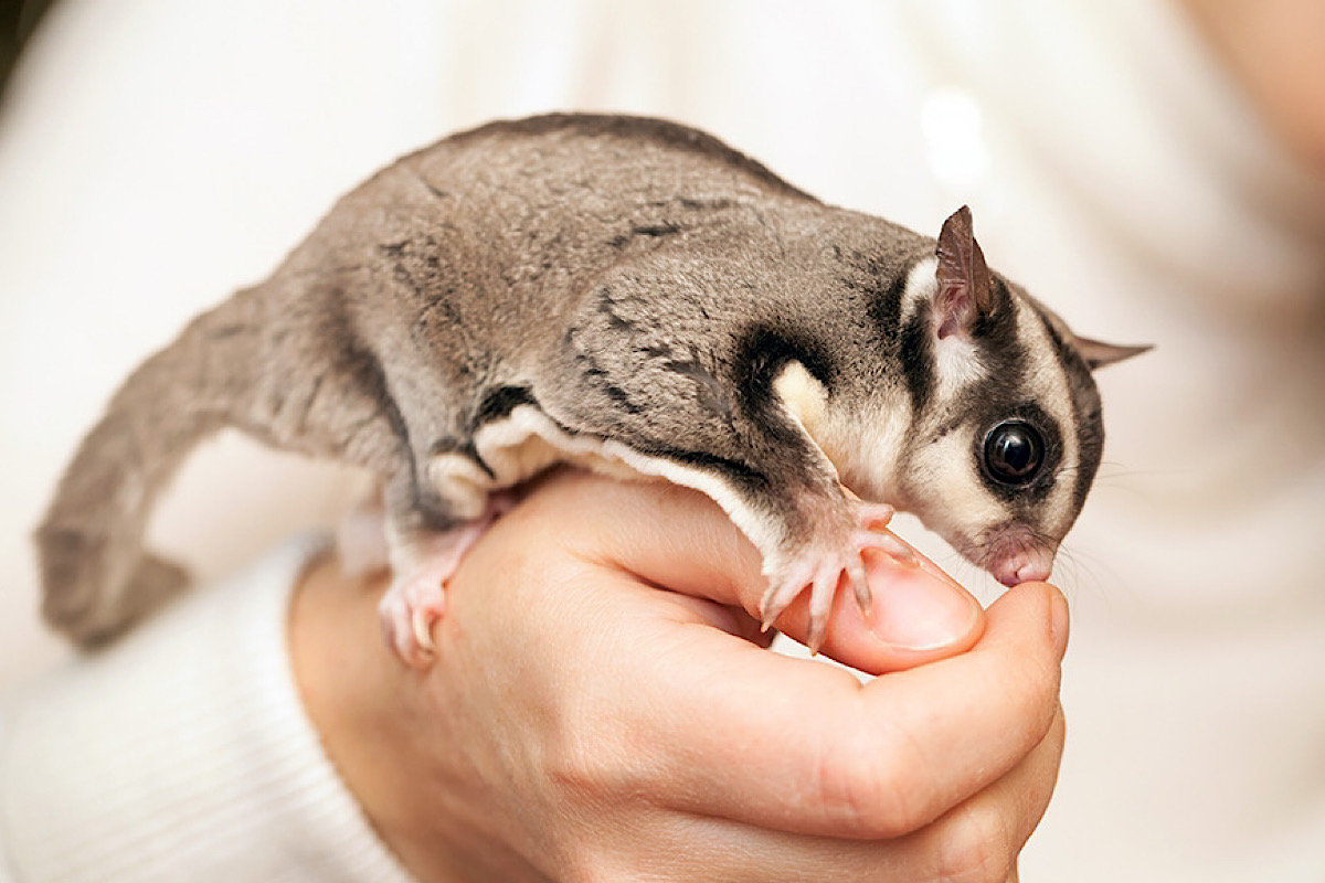 Social media’s impact on exotic pet trends: A call for responsible ownership