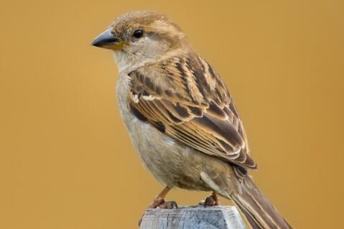 Vanishing urban birds: A silent crisis unfolding