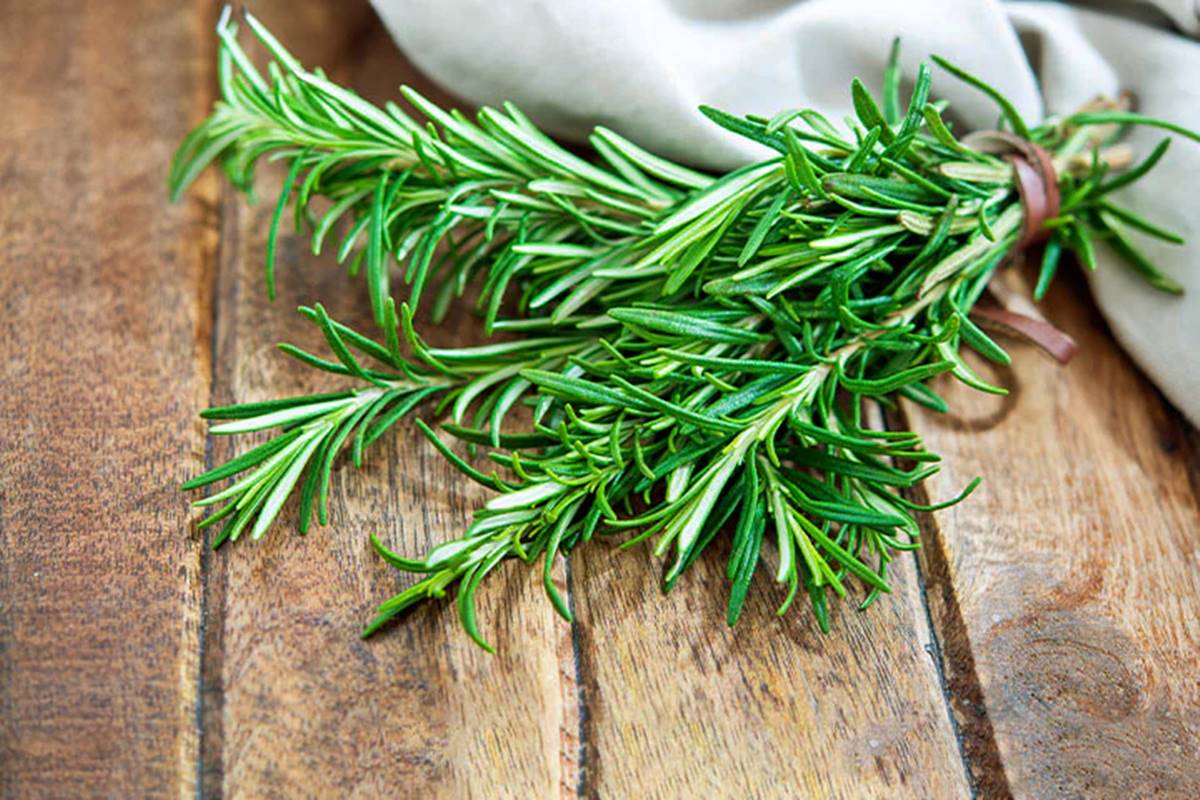 Rosemary: Beyond a potent hair oil