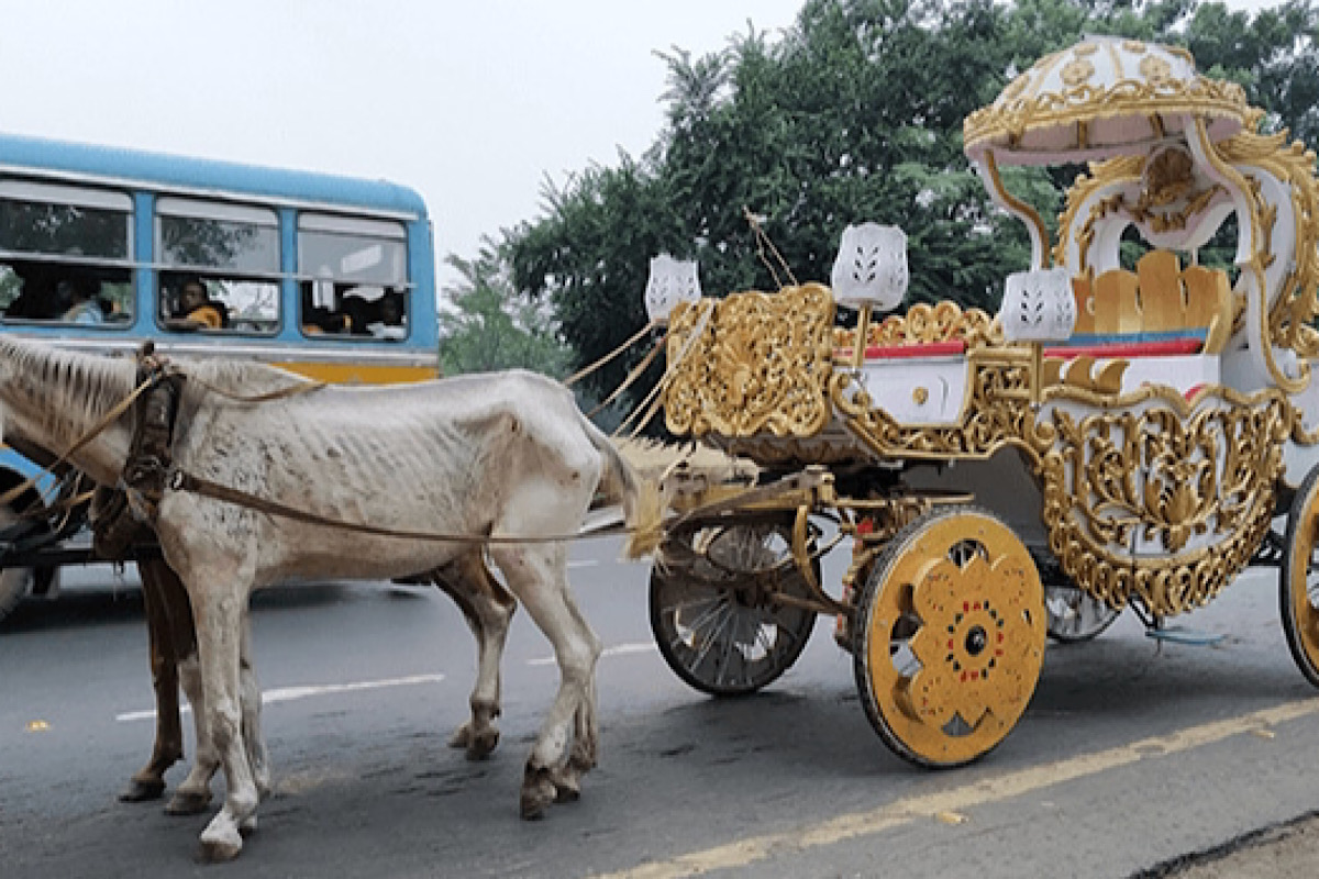Plight of horses in Kolkata raises concerns
