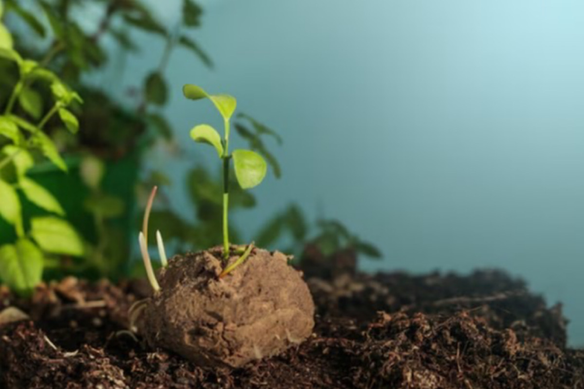 Seed balls- A step towards getting the earth greener