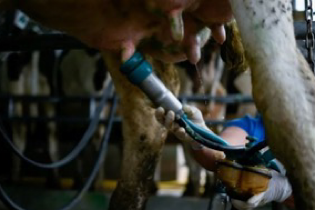 US confirms another human H5 bird flu case tied to dairy cow outbreak