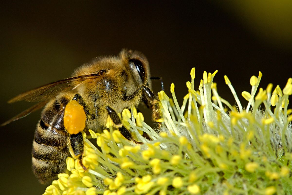 The buzz about bees: Guardians of our ecosystem