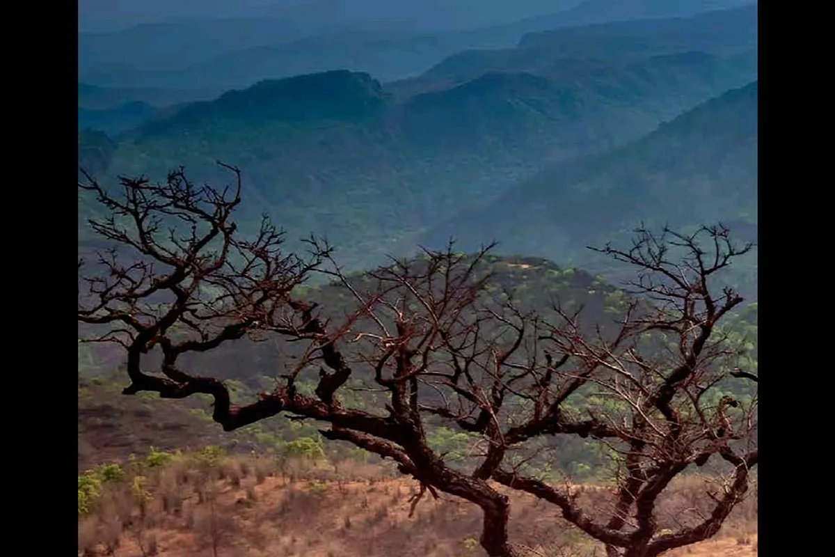 Chhattisgarh tops increase in forest cover, says ISFR report