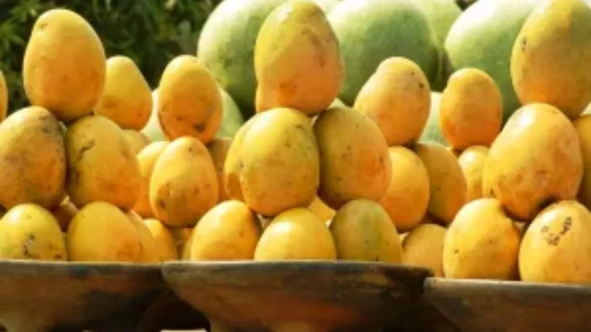 UP gears up for a good mango harvest