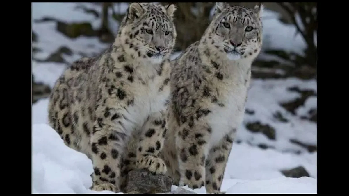 WWF holds consultation on human-leopard conflict