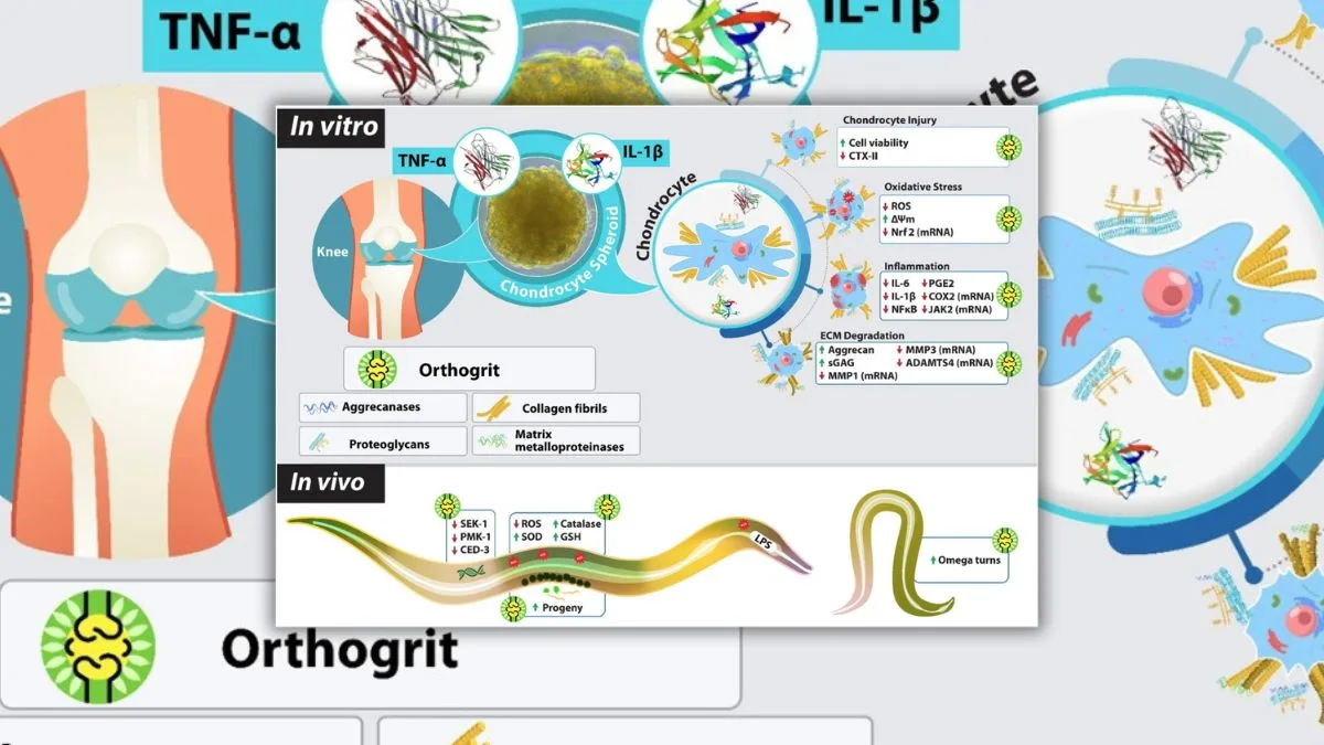 Study finds Pantajali’s Orthogrit effective in Arthritis treatment