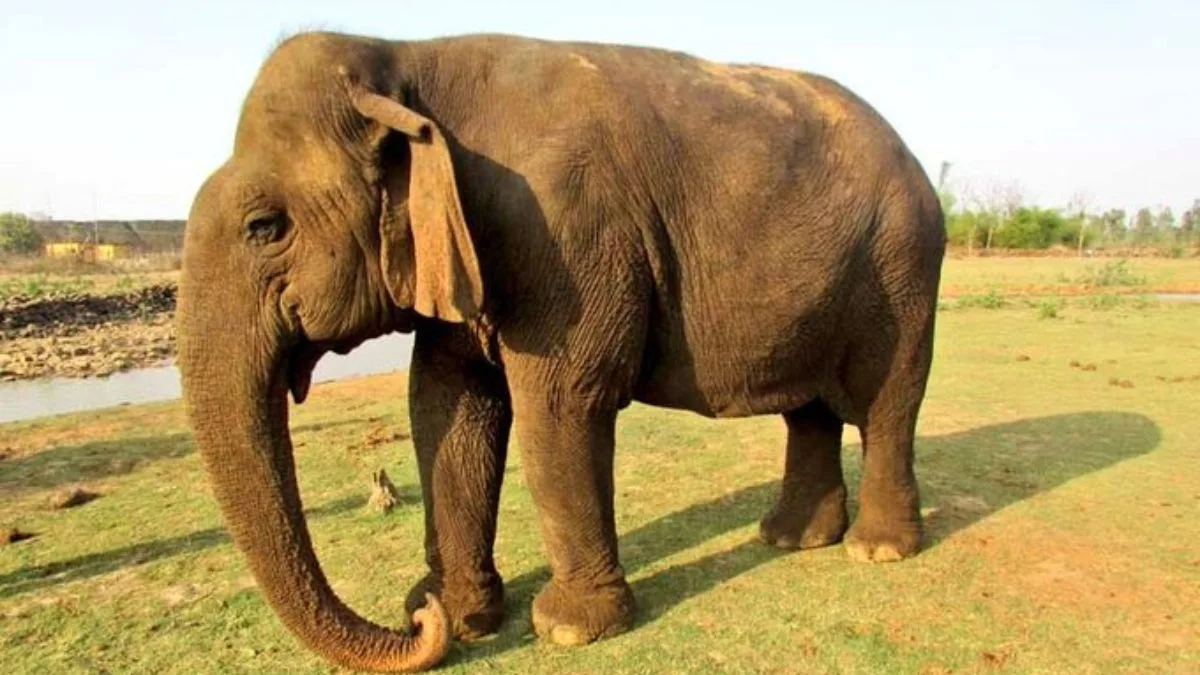 Vatsala, Madhya Pradesh’s oldest elephant, dies at Panna Tiger Reserve