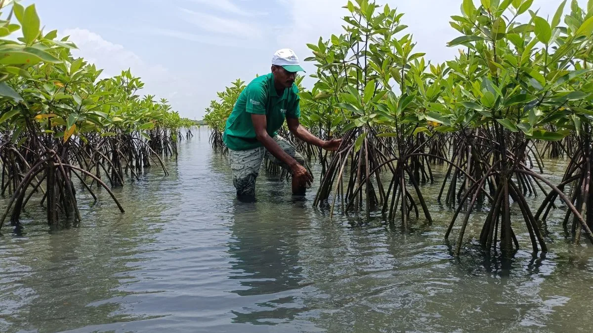 Finding right spot: Reliance Foundation develops holistic approach to identify mangrove plantation sites in Odisha