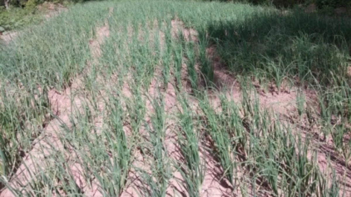 Pakistani authorities target farmers instead of fixing agricultural collapse