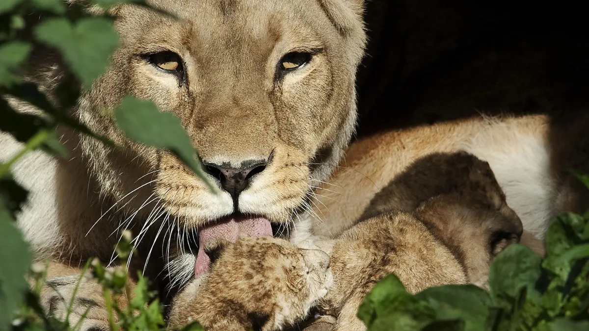 Danish zoo offers to feed ‘unwanted & healthy’ pets to its carnivores