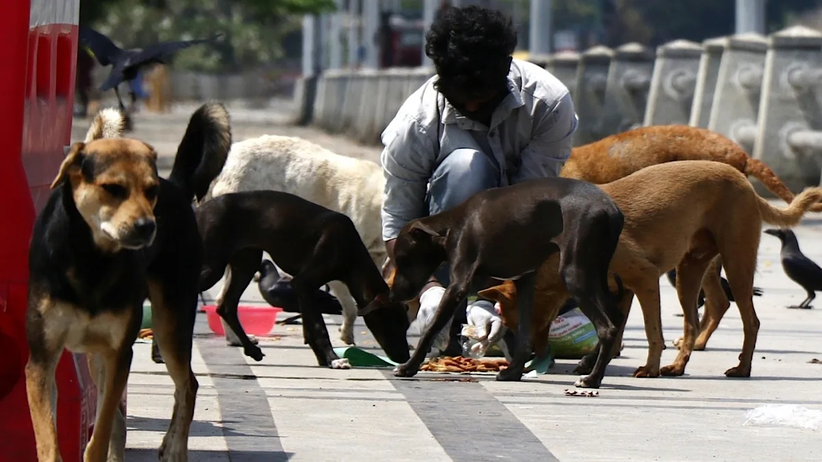 SC to deliver verdict today on stray dogs relocation in Delhi-NCR