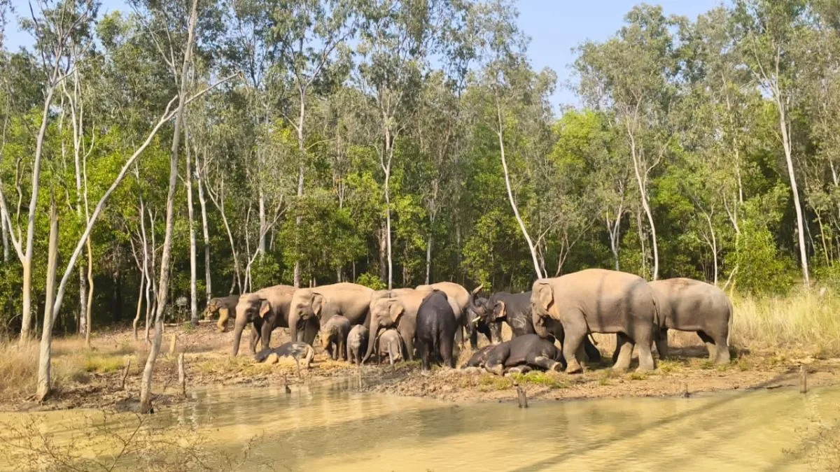 JICA-funded AI, Telegram devices to track Dalma elephants in Bankura