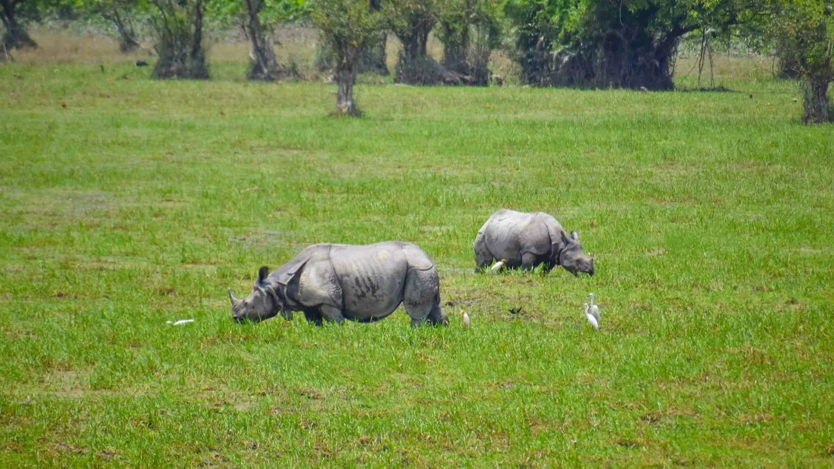 Assam’s ‘Operation Falcon’ nets 42 people in crackdown on rhino poaching