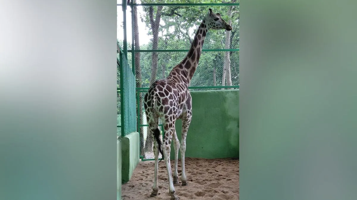 Misty the giraffe arrives in Ranchi: A journey of conservation, cooperation, and care