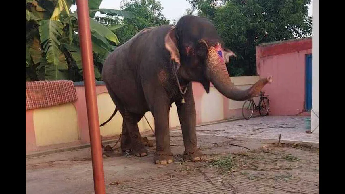 Stolen Elephant From Jharkhand Traced by Chip, Recovered in Bihar