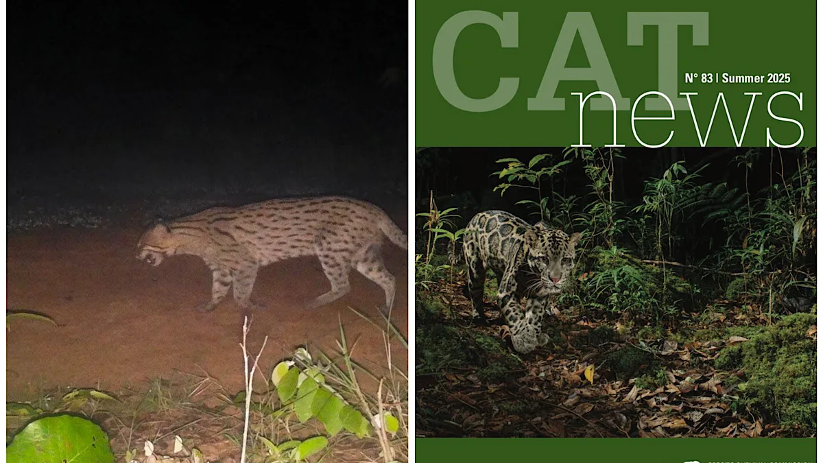 First-ever sighting of Fishing Cat in West Burdwan