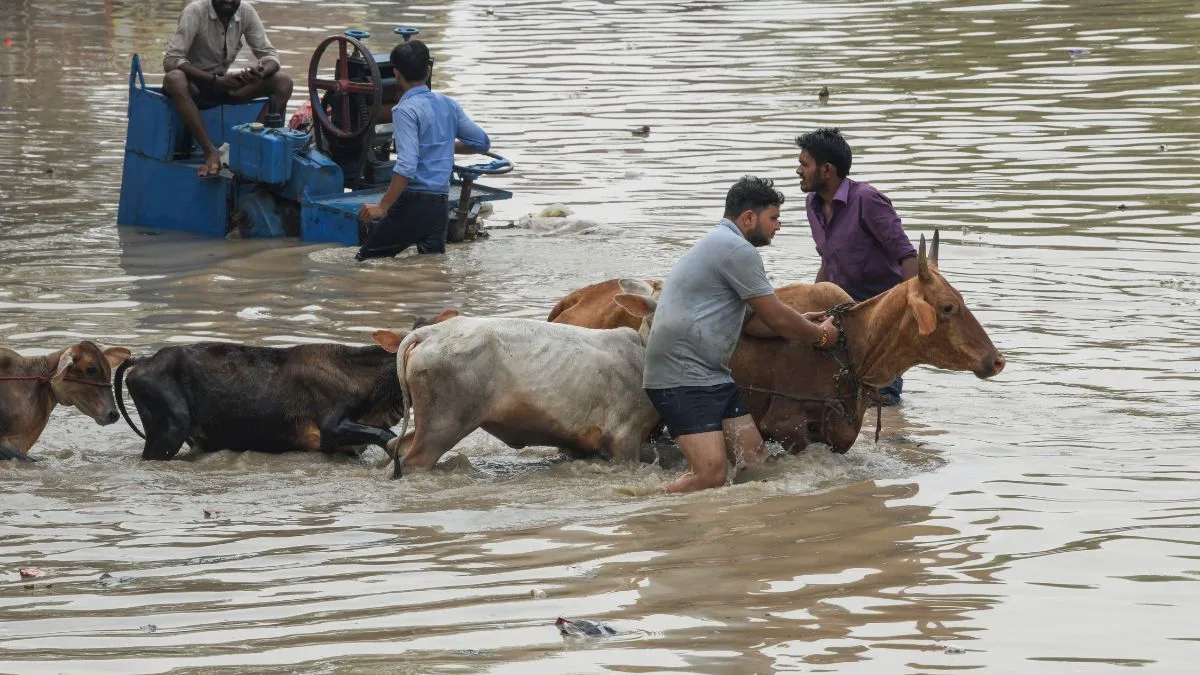 Animal lovers, activists on mission to rescue dogs from flood-hit areas of Delhi