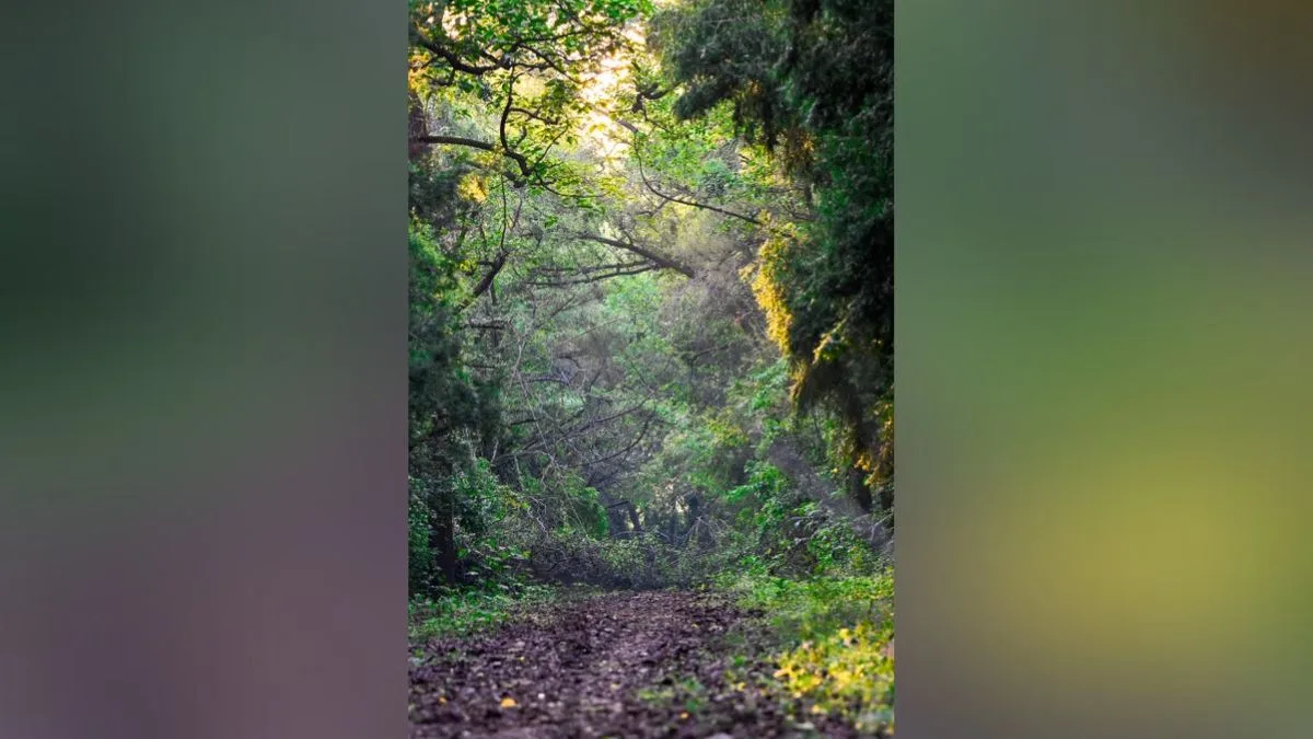 India jumps to 9th spot in global forest area rankings: FAO report