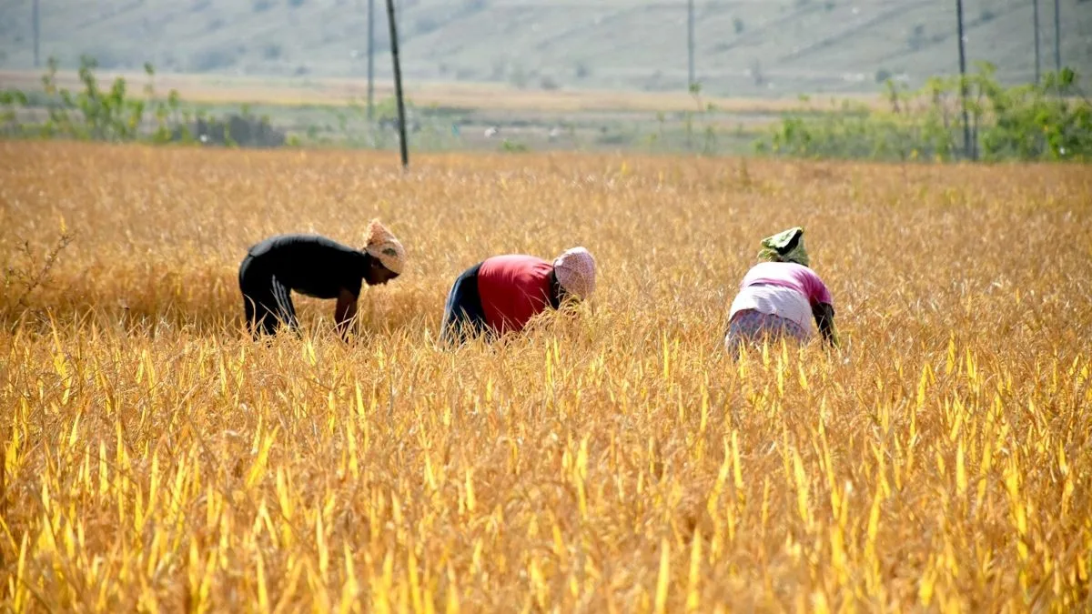 Over 1.37 lakh farmers register for paddy procurement in UP