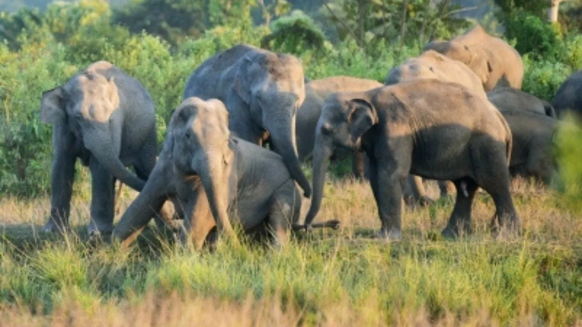 Foresters on Alert as 42 wild elephants roam Purulia