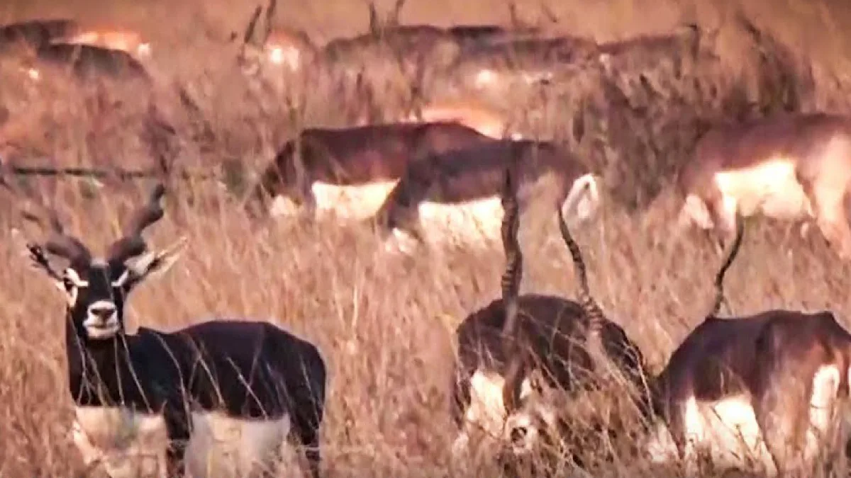 29 blackbucks die at Belagavi zoo in five days; probe points to bacterial infection